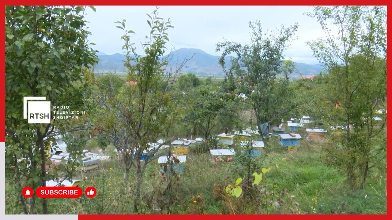 Temperaturat e larta ndikojnë në pemëtore. Ujitja dhe trajtimet kimike, thelbësore për cilësinë e prodhimit