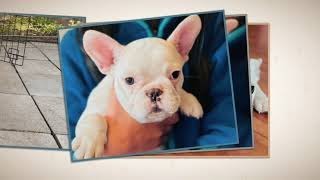 Video preview image #6 French Bulldog Puppy For Sale in FREMONT, CA, USA