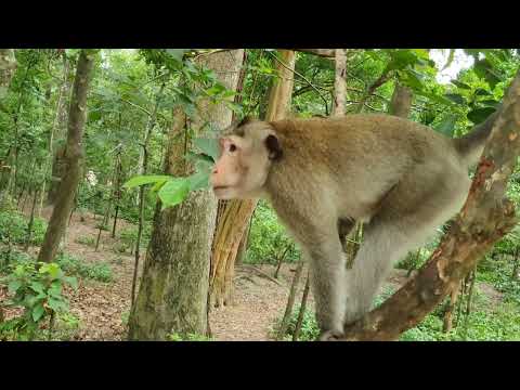 Wildlife monkey in Amber troop - Wildlife Animal 589