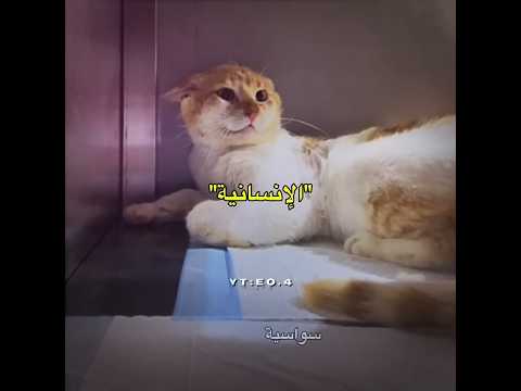هل القطط أفضل من بعض البشر فعلاً؟ 🥹💔