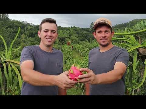 Em Morrinhos do Sul, uma família investe na cultura da pitaia - Rio Grande Rural