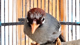 Download lagu Yang Terbaru Buat MastEran & PaNcingan ll Poksay ManDarin Rajin Cocok Buat Masteran Burung Lain.. mp3 Download lagu Yang Terbaru Buat MastEran & PaNcingan ll Poksay ManDarin Rajin Cocok Buat Masteran Burung Lain.. mp3