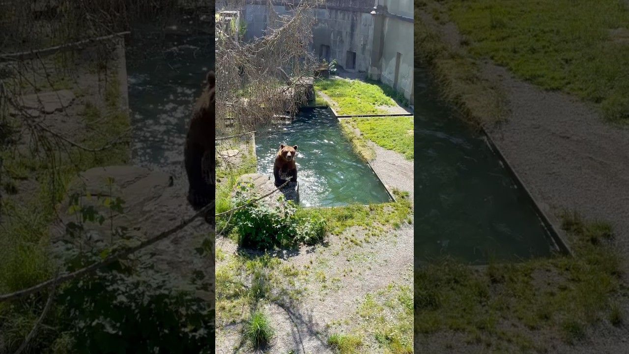 YouTube Short thumbnail