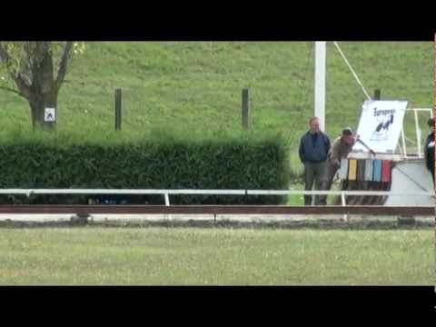 Whippet veteran derby 2012