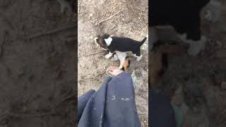 Video preview image #5 Beagle Puppy For Sale in HURRICANE MILLS, TN, USA