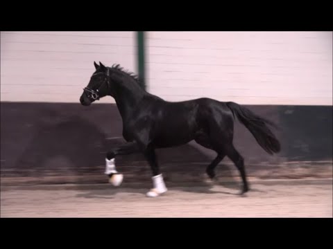 *2020 Hengst von Galaxy - Christ