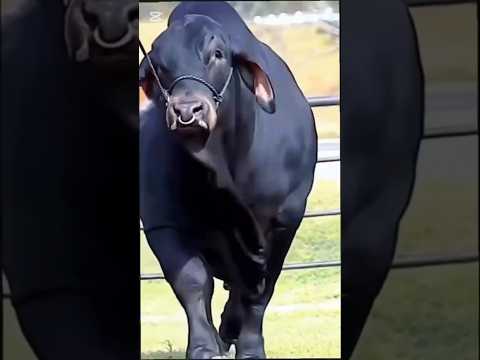 Eid UL Azah #eid #cow #jawarimandi #youtubeshorts #pkjanwarmandi #animals #reels #trending #funny