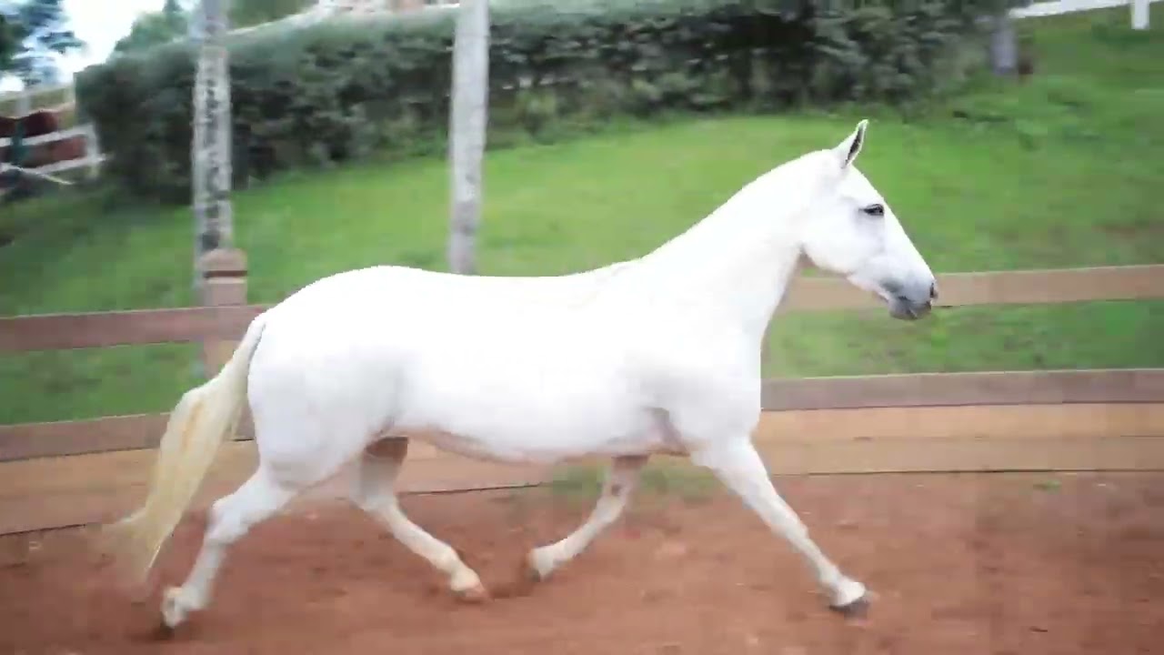 LOTE E37 IDEOLOGIA DO ALBUQUERQUE MTOSTES