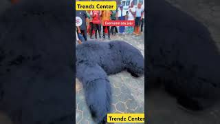 Download lagu #gorilla #zoo #elephant #animals #africa #reggae #music #worldcup #animation #dance mp3