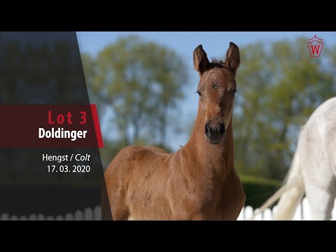 03 Doldinger Hengst von Diamant de Semmily - Carthago