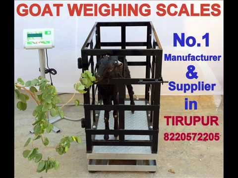 Animal Weighing Scale at Best Price in India Animal Weighing Scale at Best Price in India
