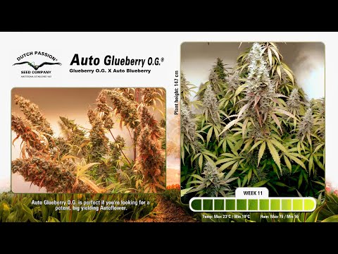 Auto Glueberry OG - Timelapse of Growing Cannabis
