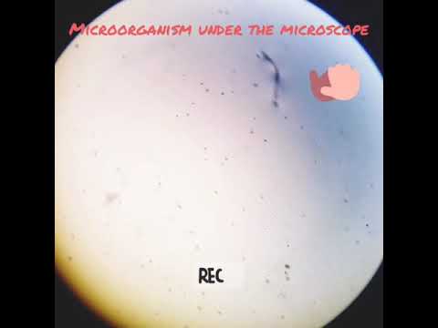 A microp under the microscope
