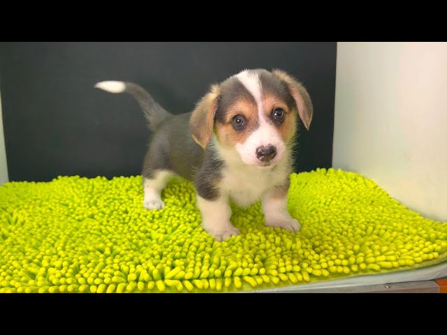 (子犬) 犬種:ウェルシュ・コーギー・ペンブローク 女の子 ブリーダー マロニエケンネル MARRONNIER KENNEL k4048の画像