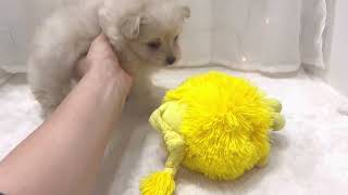 ハーフ犬の動画01