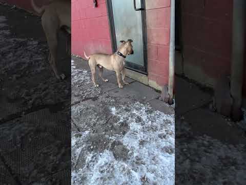 Muffin , an adoptable Pit Bull Terrier Mix in Spencer, IA_image-1