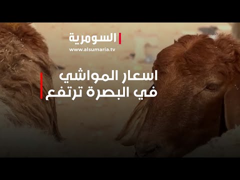 شاهد بالفيديو.. اسعار المواشي في البصرة تشهد ارتفاع غير مسبوق خلال العيد!