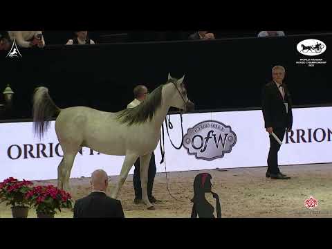 WAHC 2022   Yearling Colts Championship