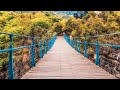 Bridge Of Hope - Jaydan Talley | Pop Music