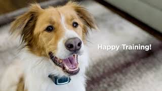 Remote Dog Trainer: How To Use a Dog Training Collar