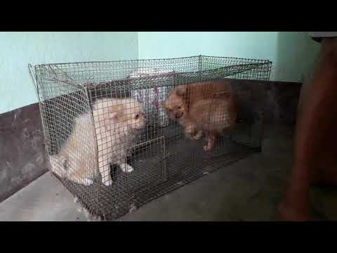 Pomertion pug spaniel best quality available here