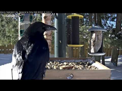 Common Raven Claims Hunks Of Meat From Ontario Feeders – Jan. 16, 2019