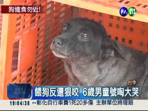 餵食誤當搶食 土狗狠咬6歲男童