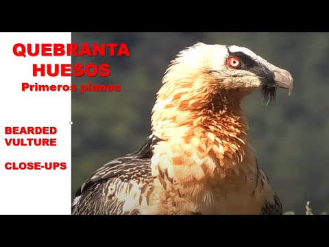 QUEBRANTAHUESOS | BEARDED VULTURE | Gypaetus barbatus