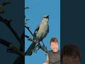 The Mockingbird Has An Infinite Food Source