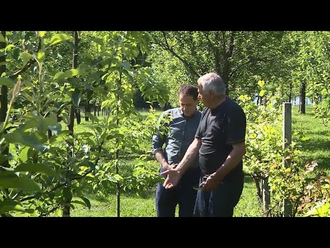 KRAJIŠKA ZEMLJA - IZDVOJENO: BILI SMO U VOĆNJAKU JUSUFA PEČENKOVIĆA