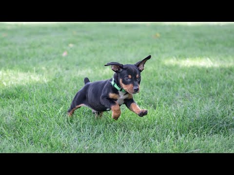 Mini Pinscher Puppies!