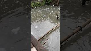 Download lagu Ngabudah kieu mang mp3