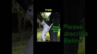 Barking up the Wrong Tree Origin #shorts