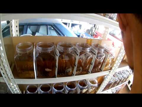 Daily Routine - Feeding Fry & Regular Size Betta Fish  (Tubifex Worm)