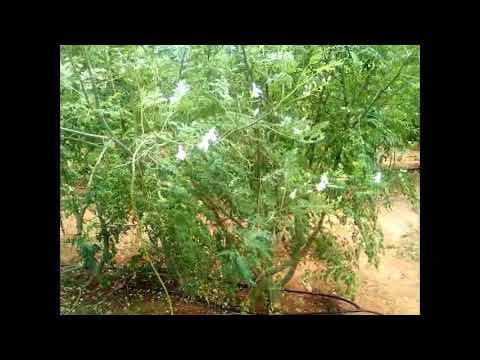 Hybrid Moringa Seeds PKM 2