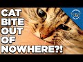 Why Does My Cat Bite Me When I Pet Him