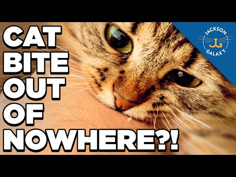 Why Does My Cat Bite Me When I Pet Him?! - YouTube