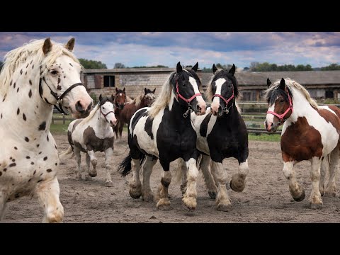 Malowane siłą – kolorowe konie zimnokrwiste