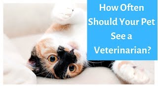 How often should you take your animals to the vet? #petcare