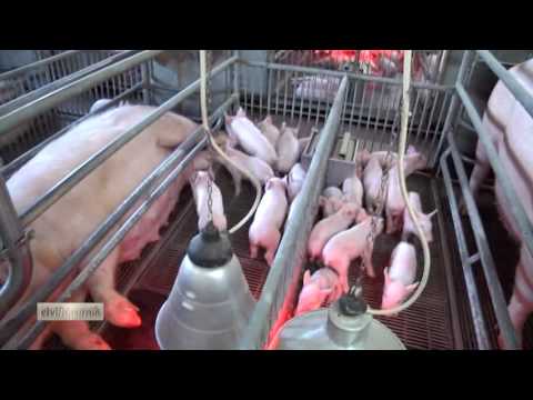 Dieta per il più pigro da Alsou. stomaco e parti A causa di quello che i piccoli pesci crescono sottili