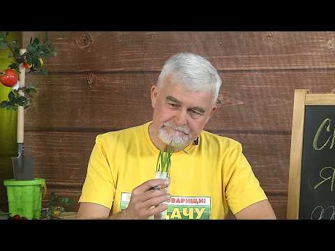 Вперёд, товарищи! На дачу! Выпуск от 24.03.26