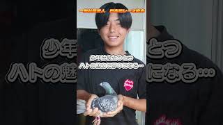 「ハトの師匠は85才！」（転編）　近日配信！