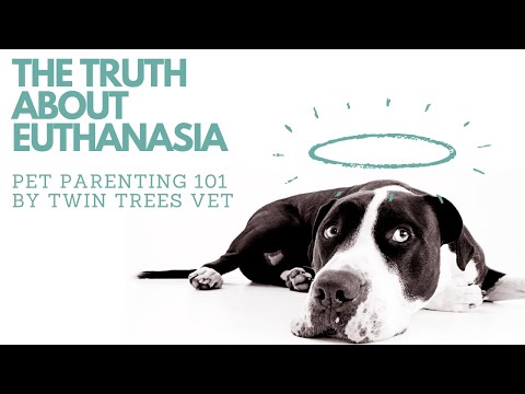The Truth About Euthanasia │Pet Parenting 101 (FREE ADVICE for dog and cat owners)