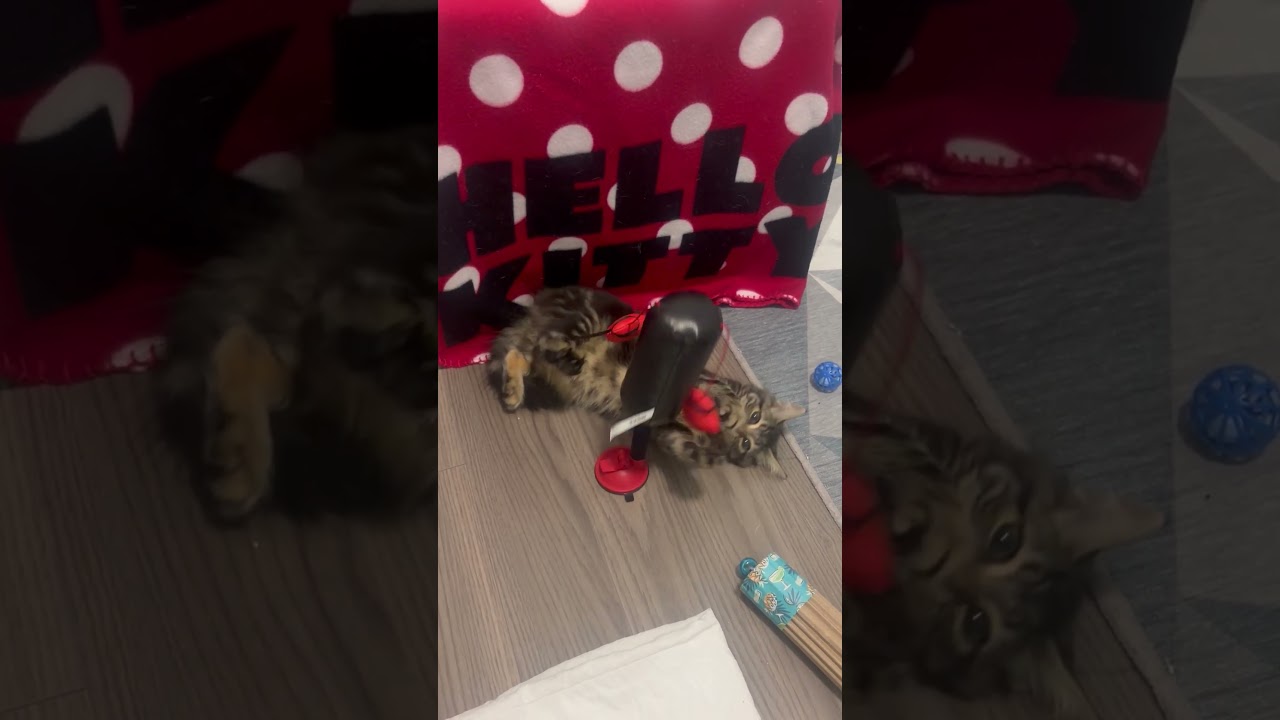 Enlarge Cinder, a ADOPTABLE Domestic Short Hair in Mississauga, ON video 6/6