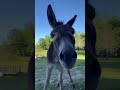 A cute lil visitor named #Jack #saturday #weekendvibes #animals #country #countrylife #countryliving