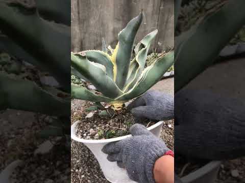 龍舌蘭燒葉怎麼辦?