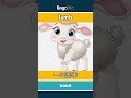 lamb - 一只羔羊 video thumbnail