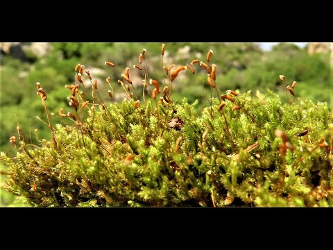 Hypnum cupressiforme, the cypress leaved plaitmoss or hypnum moss  Greece by Theo