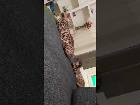 Bengal kitten chasing adult cats tail {cute}