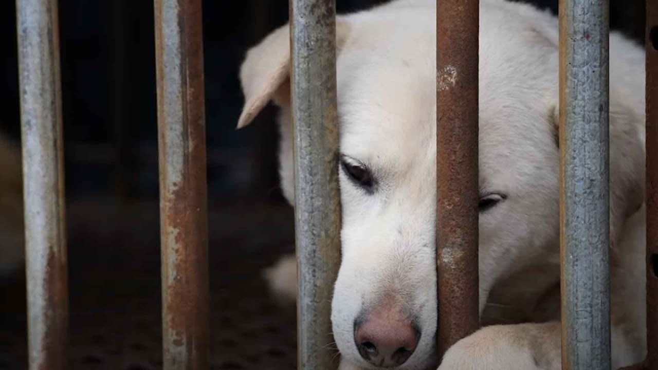 World Dog Alliance Marks a Decade of Progress Against Dog and Cat Meat Trade